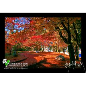 福壽山楓紅_