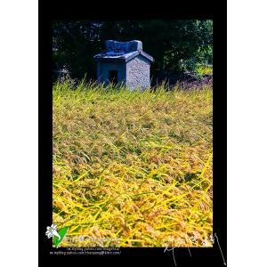 田野中的土地公