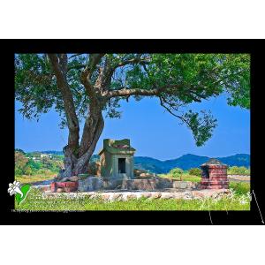 田野中的土地公