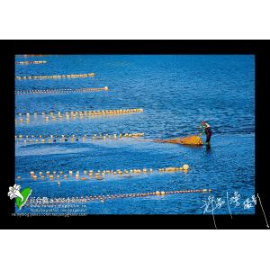 頭前溪出海口捕鰻苗