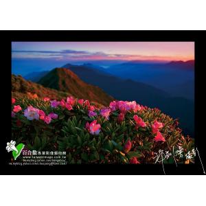 玉山杜鵑
