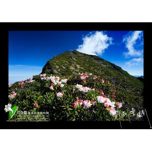 玉山杜鵑