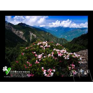 玉山杜鵑