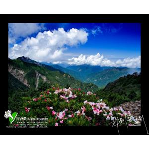 玉山杜鵑