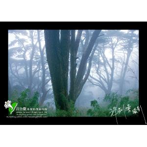 玉山鐵杉之霧