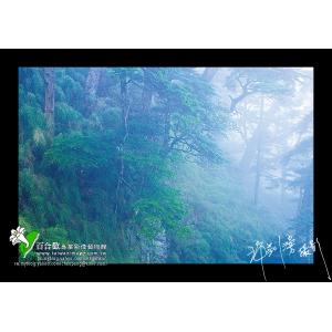玉山鐵杉之霧
