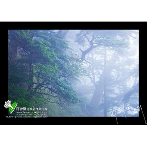 玉山鐵杉之霧