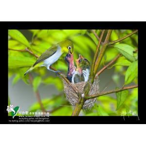 綠繡眼育雛