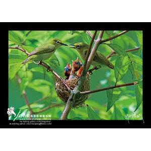 綠繡眼育雛