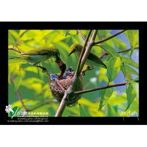 綠繡眼育雛