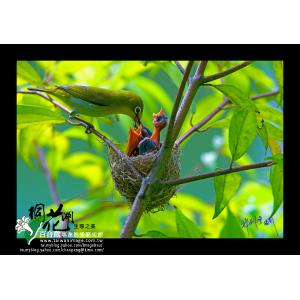 綠繡眼育雛