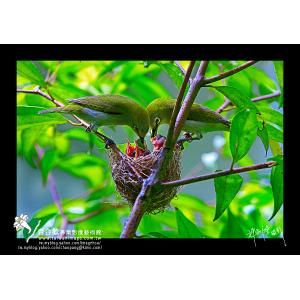 綠繡眼育雛