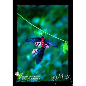 屬鳳蝶交尾