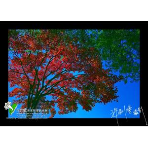 秋楓紅似火