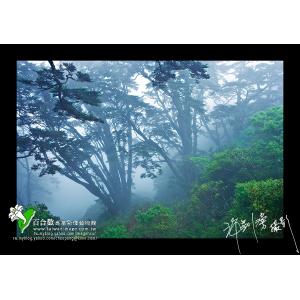合歡山冷杉