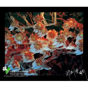 合歡山冰花
