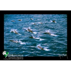 東海岸鯨豚-