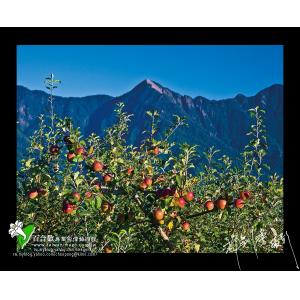 武陵蘋果