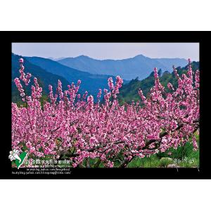 武陵水蜜桃花