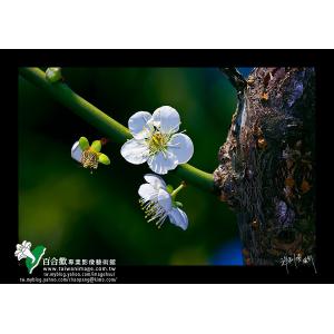 信義冬梅