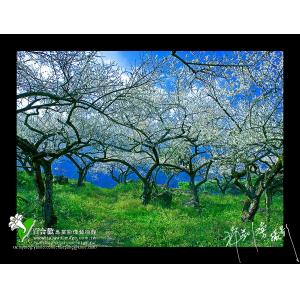 信義冬梅