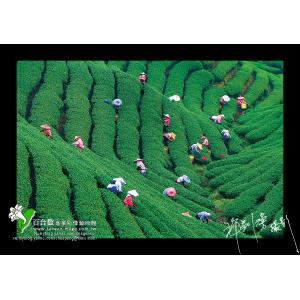 八卦茶園
