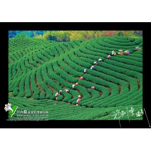 八卦茶園