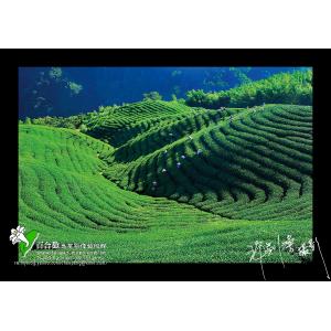 八卦茶園