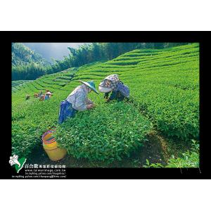 竹山採茶