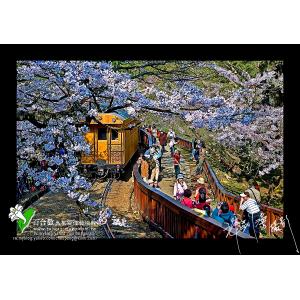 阿里山櫻花火車