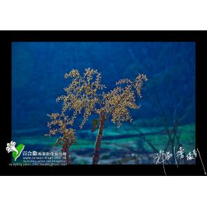 中橫宜蘭支線