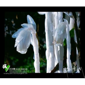 水晶蘭