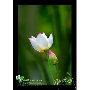 白河