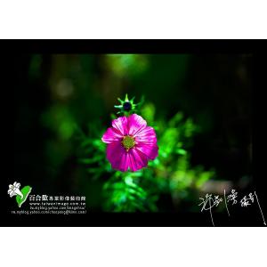 波斯菊