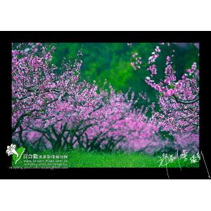 武陵水蜜桃花