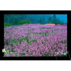 武陵水蜜桃花