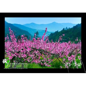 武陵水蜜桃花