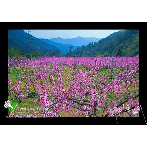 武陵水蜜桃花