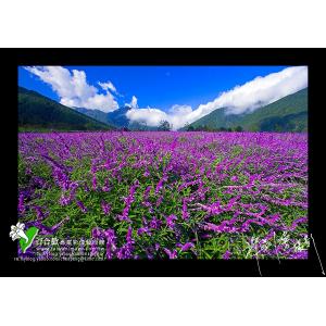 武陵藍花鼠尾草