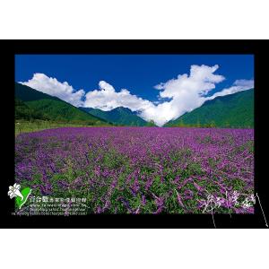 武陵蘭花鼠尾草