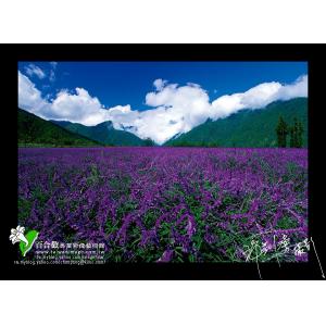 武陵蘭花鼠尾草