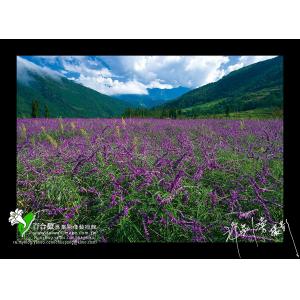 武陵蘭花鼠尾草