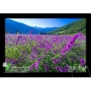 武陵蘭花鼠鼠尾草