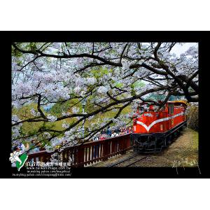 阿里山櫻花火車