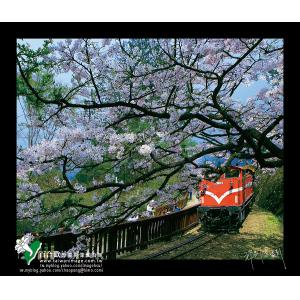 阿里山櫻花火車