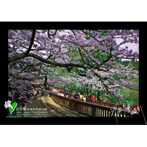 阿里山櫻花