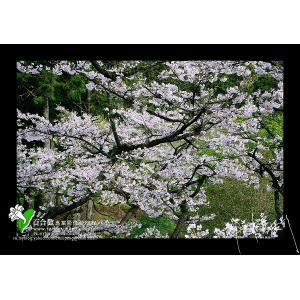 阿里山櫻花季