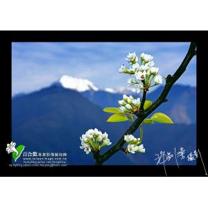 梨山