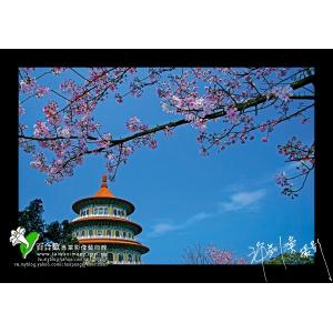 淡水天元宮春之櫻花