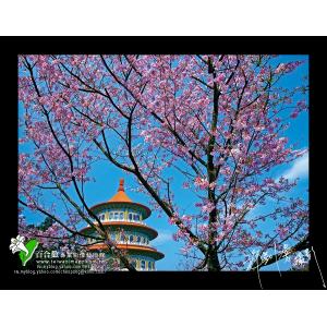 淡水天元宮櫻花